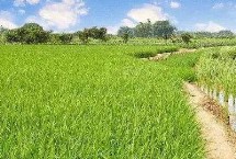 益農(nóng)稻12號水稻栽培技術(shù)要點，該品種主莖13片葉