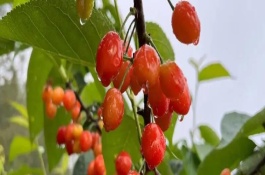 櫻桃?guī)自鲁墒?，通常是?-5月份成熟