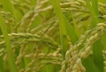 連黑糯1號水稻栽培技術要點，大田用種量每畝3~4公斤