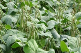 種植綠豆怎么施肥，晚上8點過后最適合澆水