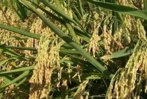 鎮(zhèn)稻36號水稻栽培技術要點，每畝有效穗23.3萬