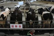 乳畜業(yè)和大牧場放牧業(yè)的區(qū)別，分布地區(qū)、地域類型和特點(diǎn)均不同