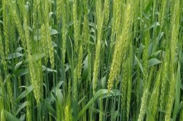 小麥揚(yáng)花期能不能澆水，大概率不會(huì)出現(xiàn)絕后