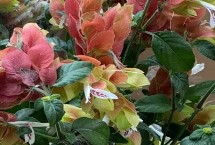 蝦衣花的繁殖方法，可扦插、播種或壓條繁殖