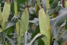 沃玉835玉米栽培技術(shù)要點(diǎn)，適宜密度為5000株/畝左右