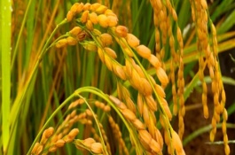 福興優(yōu)臻占水稻栽培技術要點，每畝插足基本苗6萬以上