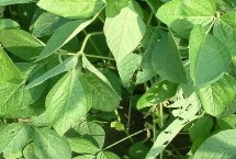 蘇新6號大豆栽培技術(shù)要點(diǎn)，每畝定植1.6萬株左右