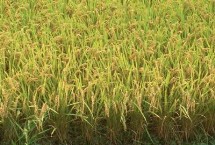 武運粳962水稻栽培技術要點，每畝栽插1.8萬穴