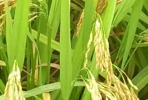 欣榮優(yōu)粵農(nóng)絲苗水稻栽培技術(shù)要點(diǎn)，秈型三系雜交水稻品種