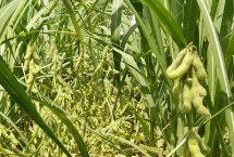 許豆1121大豆栽培技術要點，生育期平均105天