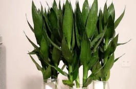 觀音竹發(fā)黃怎么補救，首先需根據(jù)花瓶的高度將瓶口下的葉子全部剪掉
