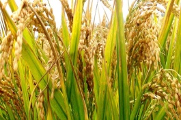 麗75 S水稻品種基本信息，在?？诘貐^(qū)早季2月10日播種