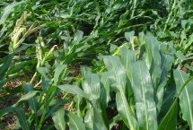 墾沃6339玉米栽培技術(shù)要點，根據(jù)當?shù)貧夂驐l件適時播種