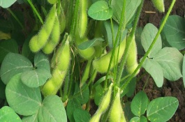 邯豆9號大豆栽培技術(shù)要點(diǎn)，適宜播期6月上中旬后