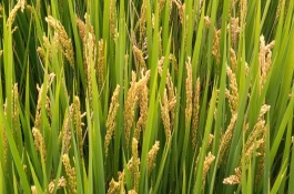 南粳3908水稻栽培技術要點，為保持該品種的優(yōu)質(zhì)食味