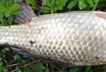 春季用什么餌料釣鯽魚(yú)，早春可在回水灣作釣