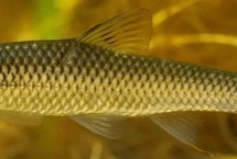 麥穗魚怎么繁殖，部分品種已被列入保護(hù)名錄