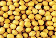 黑農(nóng)554大豆栽培技術(shù)要點，在適應(yīng)區(qū)5月中旬播種