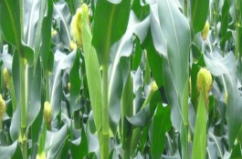萬(wàn)糯6號(hào)玉米栽培技術(shù)要點(diǎn)，春植生育期82~83天