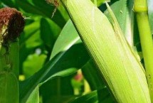 華甜玉7號(hào)玉米栽培技術(shù)要點(diǎn)，種植密度每畝5000株