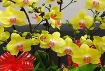 黃蝴蝶蘭的花語，寓意活潑可愛、飛向幸福等