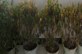 植物防凍劑怎么挑選，需要根據(jù)不同狀況作出相應(yīng)的措施