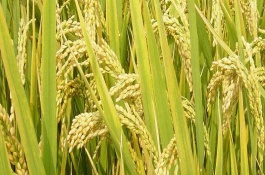 川浙優(yōu)絲苗水稻栽培技術要點，每畝有效穗數(shù)21.8萬穗