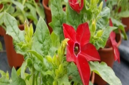 煙草花的生長習(xí)性，在傍晚六點(diǎn)開花