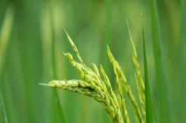 晶兩優(yōu)534水稻栽培技術(shù)要點(diǎn)，插植密度20厘米×20厘米
