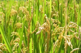 荊楚優(yōu)813水稻品種介紹，該品種屬中熟秈型晚稻