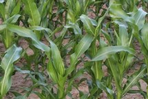 開玉6號玉米栽培技術要點，普通組平均生育期102.9天