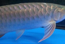 龍魚不用燈可以發(fā)色嗎，可能是喂食方法不對或受驚等