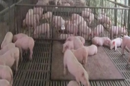 養(yǎng)豬場污水怎么處理，豬舍的溫度應(yīng)保持在10℃以上