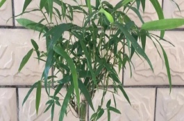 觀賞竹子的竹筍能吃嗎，喜半陰的光照環(huán)境