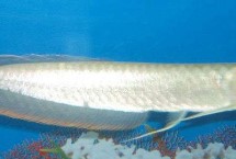 銀龍魚的飼養(yǎng)方法，可能是不適應(yīng)新環(huán)境或水溫過低等