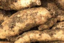 天麻的種植方法，主要分布于吉林、遼寧、內蒙古等地