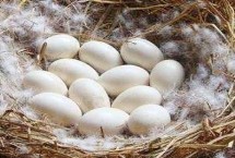 鵝過多久產(chǎn)一枚蛋，通常會每隔2天產(chǎn)1枚蛋