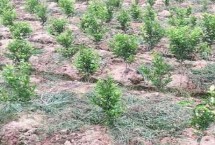 吉育115大豆栽培技術要點，中抗大豆灰斑病