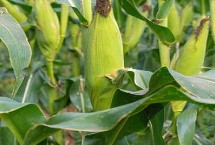臨玉13號玉米栽培技術(shù)要點(diǎn)，區(qū)試平均生育期124天
