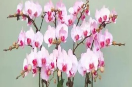 蝴蝶蘭冬天如何澆水，放在室內(nèi)即可