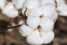 冀農(nóng)大43號棉花栽培技術要點，高抗枯萎病病指4.84