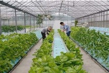 農(nóng)民種什么樹(shù)比較有前景，皂角樹(shù)、速生法桐、紅葉石楠等樹(shù)種均可選擇