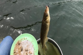 釣鯽魚如何調(diào)漂，吃鉛量較小的浮漂更合適