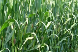 邯東599玉米栽培技術(shù)要點(diǎn)，適宜播期為6月25日之前