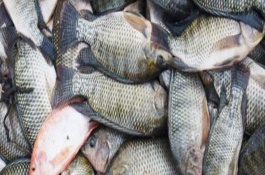 羅非魚的價格，因規(guī)格、地區(qū)等條件而異