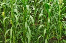 單單001玉米栽培技術(shù)要點，注意防治地下害蟲