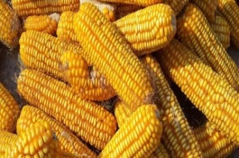 迪卡1627玉米種子的特點，出苗至成熟大概要117天