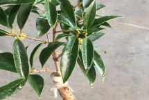 嫁接的桂花樹能長成大樹嗎，3-5月份以及10月份均可進行