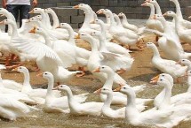 小鵝不進食沒精神如何處理，食物包括玉米、小麥、包菜、小魚蝦等種類