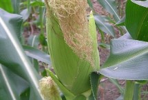 傣香糯玉米栽培技術(shù)要點(diǎn)，平均生育期94.3天